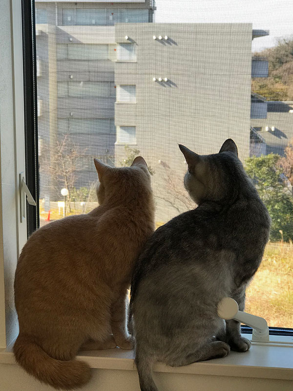 アンサンブル