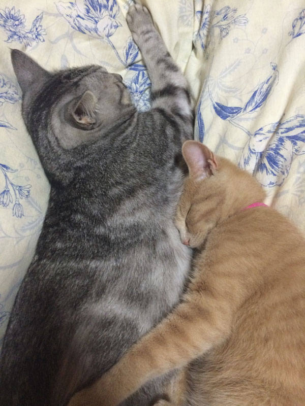 猫