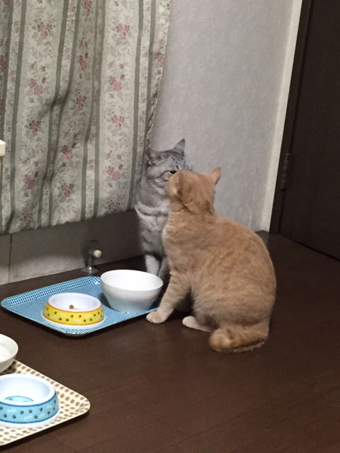 ニャンコ