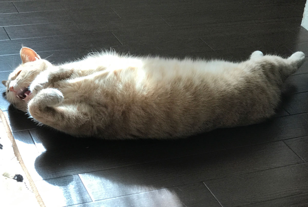 フー