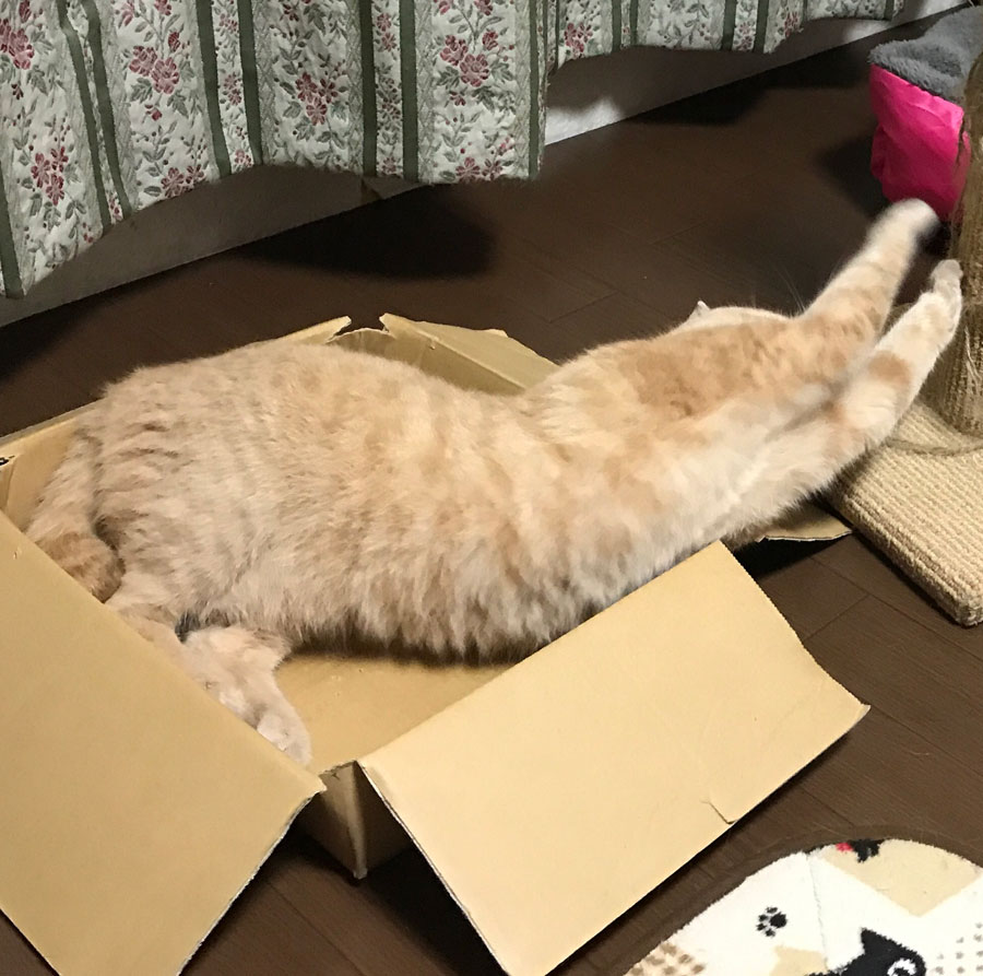 フー