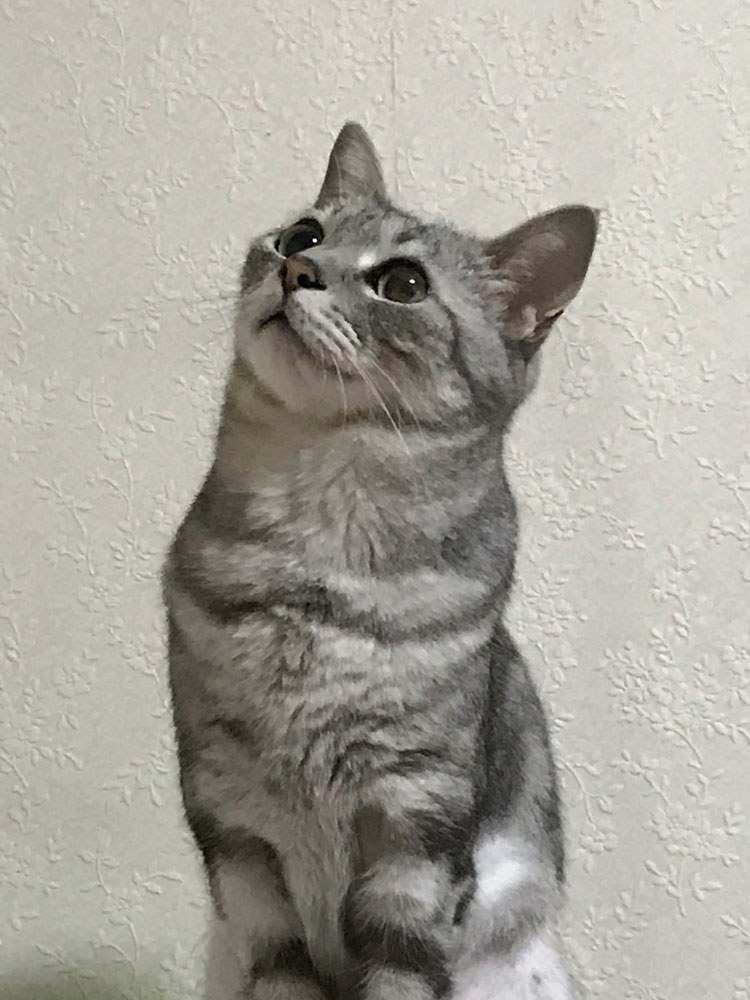 チー太郎