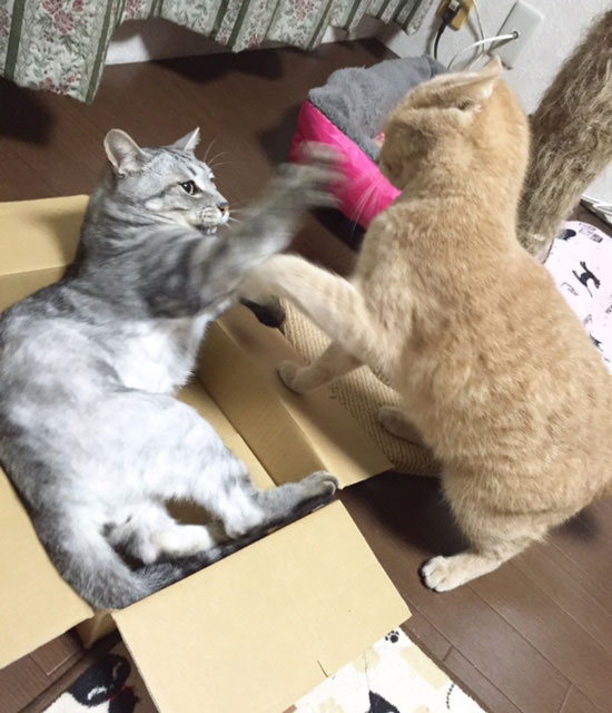 ニャンコ