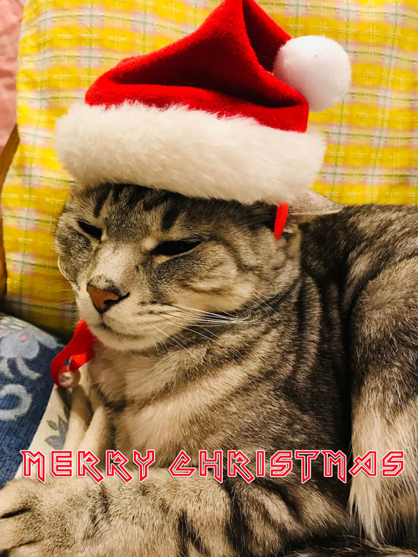 写真 クリスマス