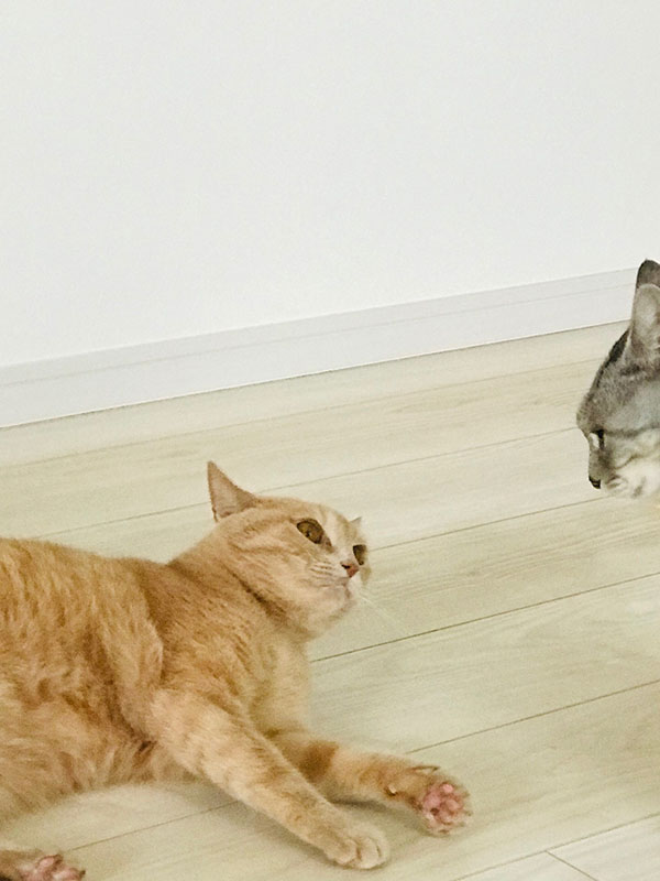写真 ニャンコ1