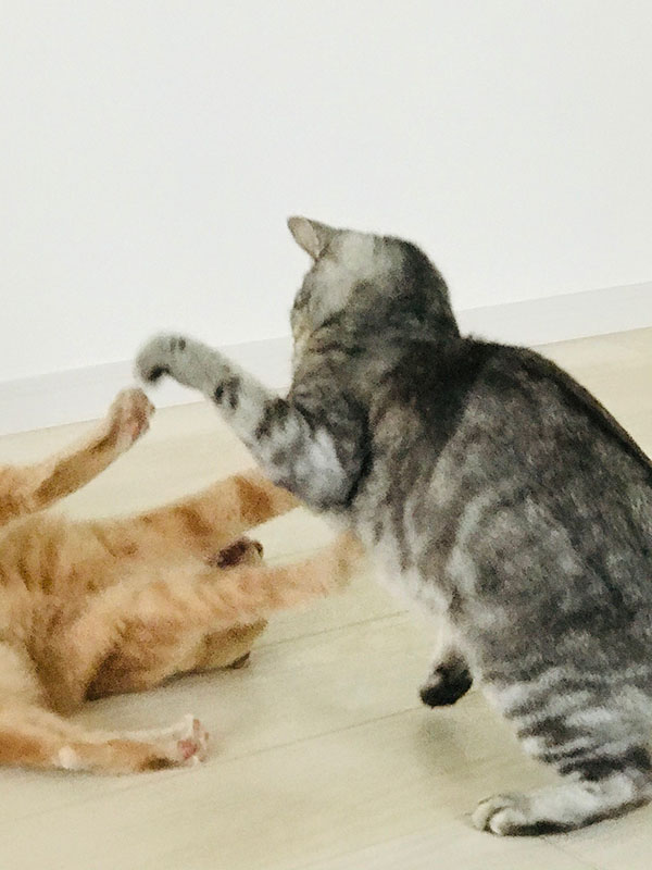 写真 ニャンコ2