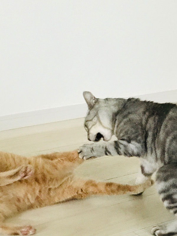 写真 ニャンコ3